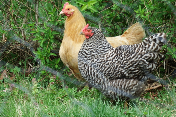 Fenced chickens