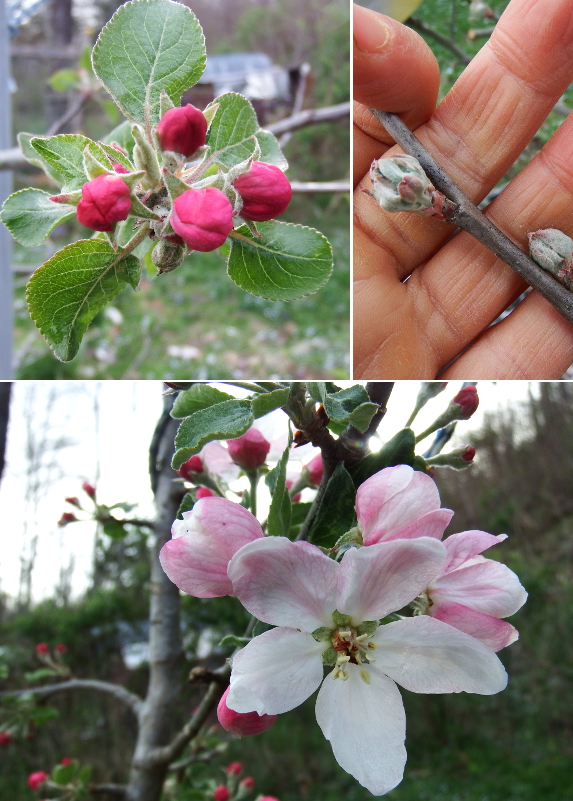 Apple blossoms