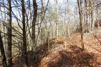 Old logging road