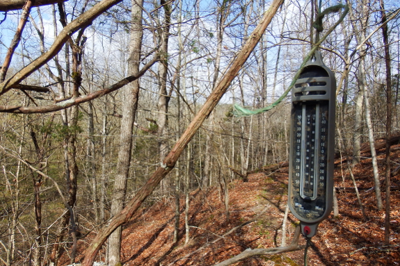 Thermometer hanging in woods