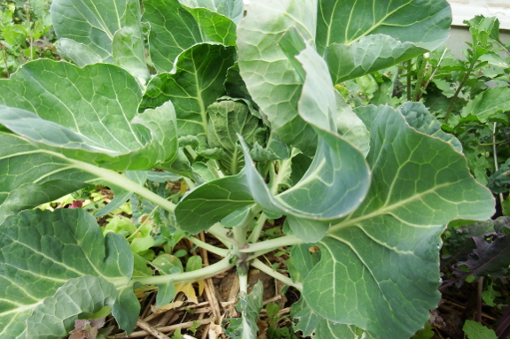 Young Brussels sprout