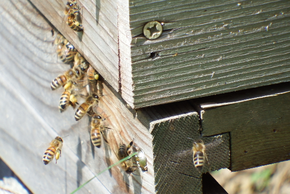 Bee back door