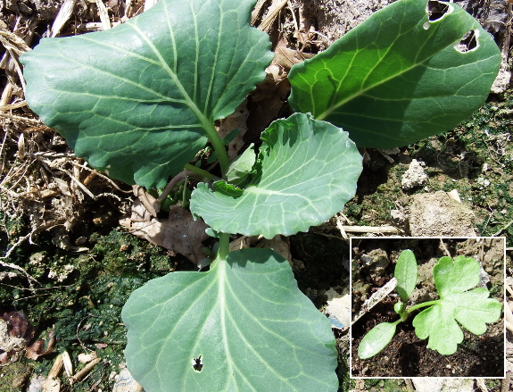 Cabbage and parsley