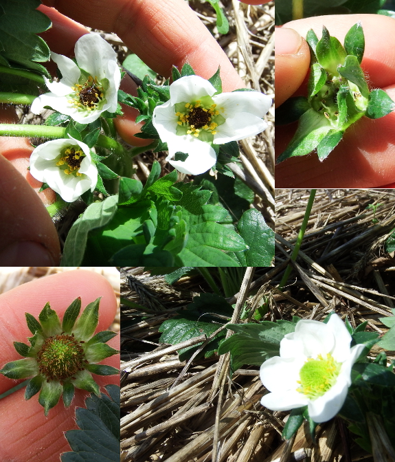 Strawberry frost damage