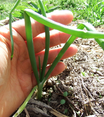 Young onion plant