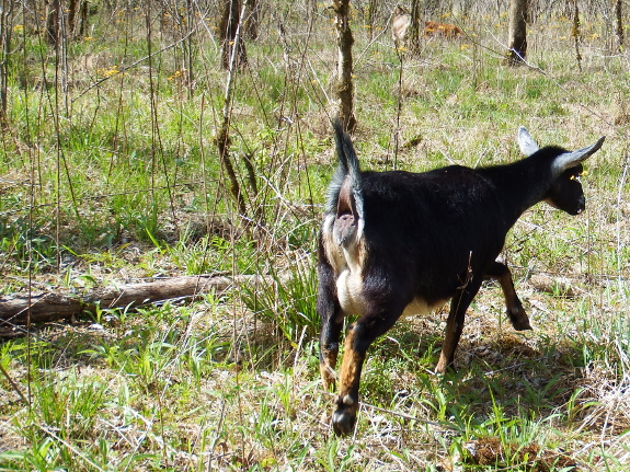 Pregnant goat