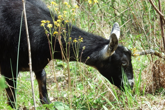 Ragwort and new spring grass