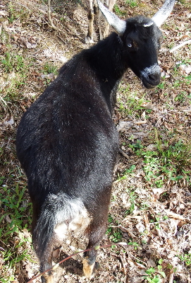 Round goat belly