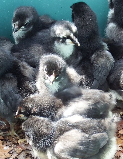 Australorp chick