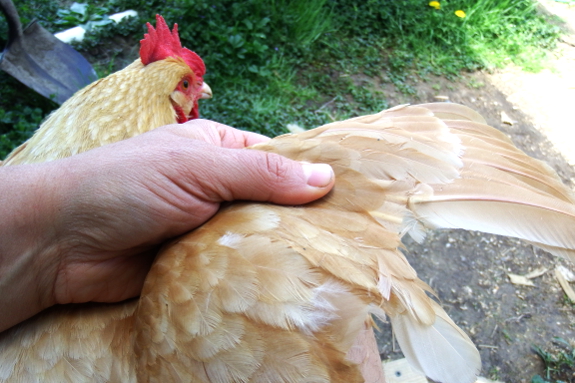 Clipping a chicken's wing