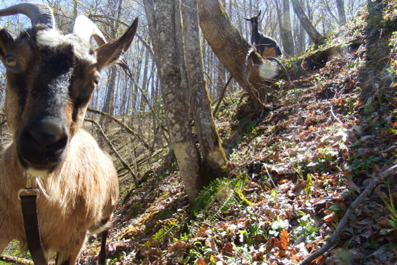 Pair of goats