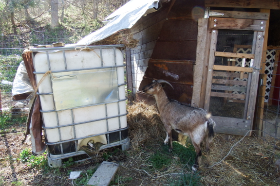 Temporary goat shelter