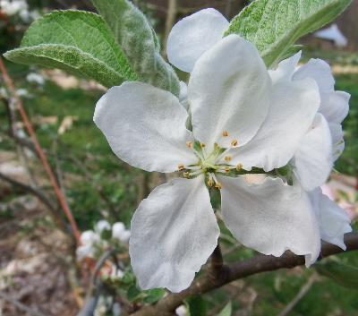 Apple blossom