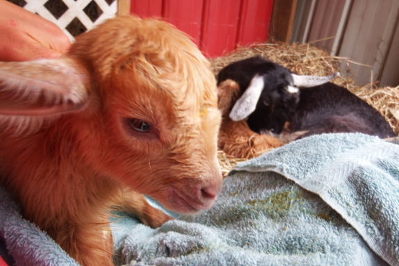 Drying off a baby goat