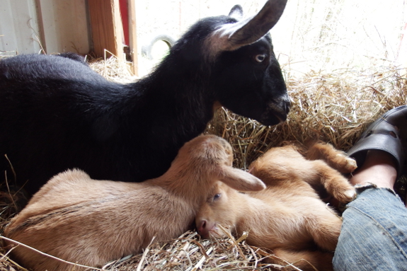 Goat cuddle pile