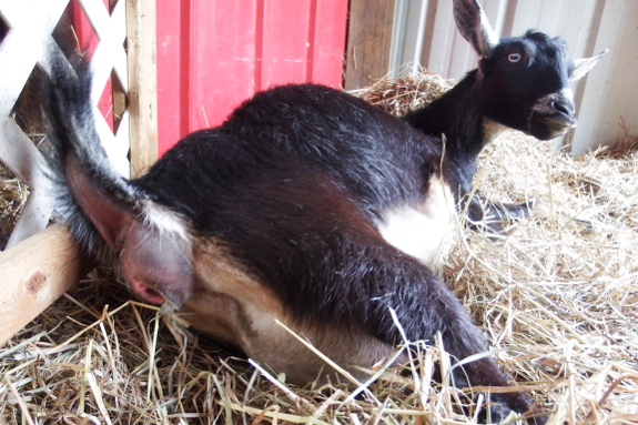 Goat in labor