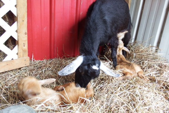 Goat learning to nurse