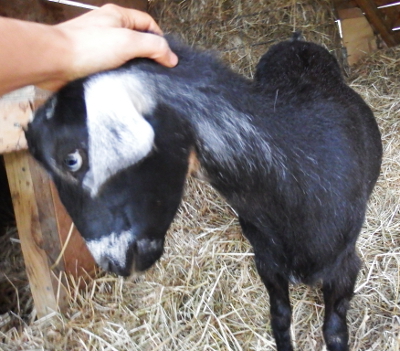 Goat petting