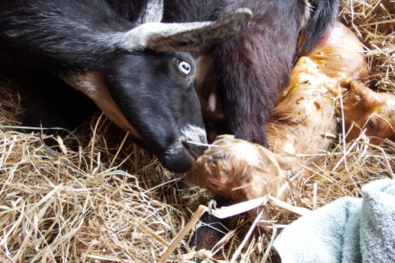 Mother goat licking off kid