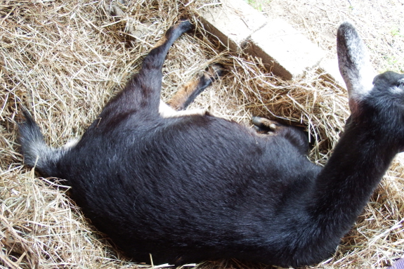 Nesting goat
