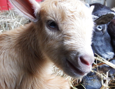 Newborn doeling