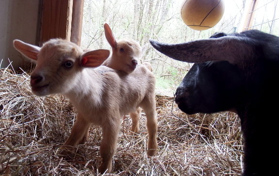 Newborn goat kids