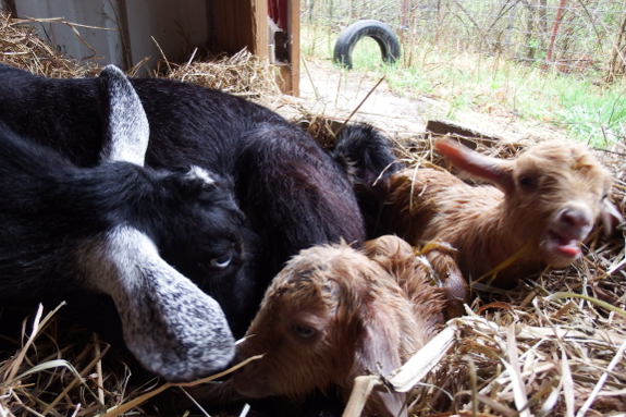 Newborn goats