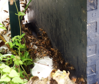 Swarm entering a hive