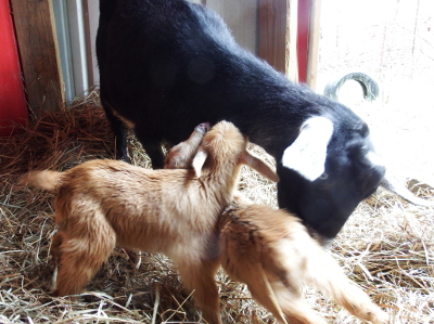 Ungainly baby goats