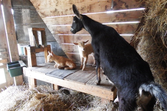 milking stantion cutness