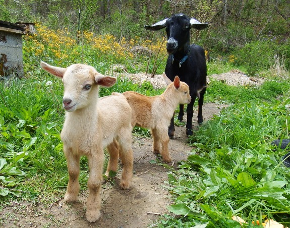 cute goat kids with goat mom in background