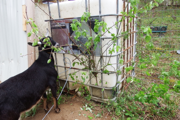 Bringing a goat leafy branches