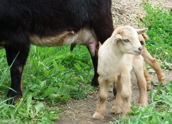 Dwarf doeling