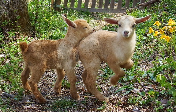 Frolicking goat kids