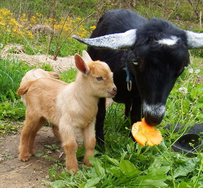 Goat eating clementine peel