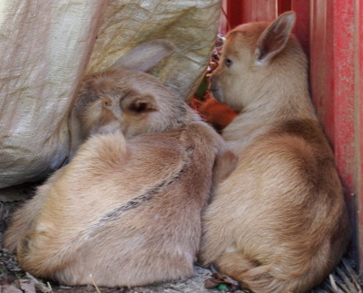 Hidden baby goats