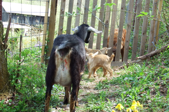 Protective mother goat