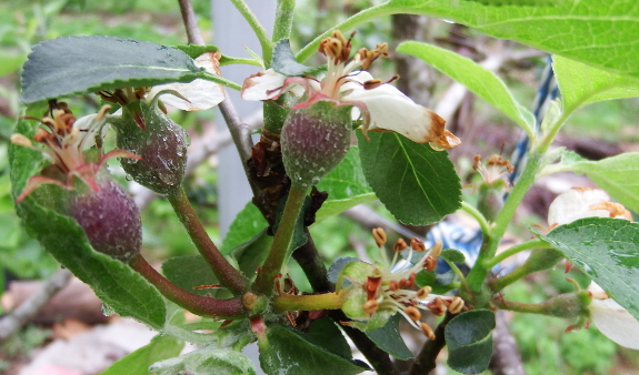 Developing apples