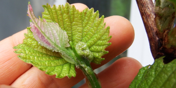 Grape flower buds