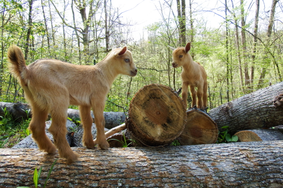 Climbing goat kids