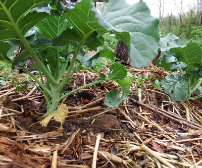 Growing broccoli plants