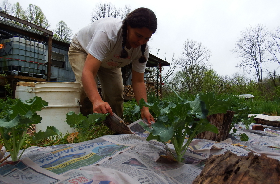 Mulching with newspaper