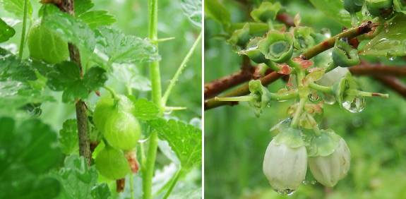 Blueberries and gooseberries