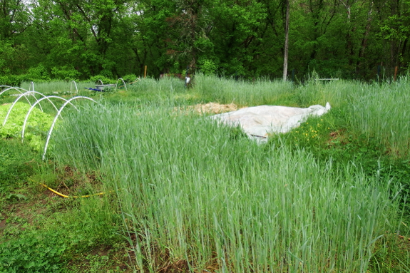 May Day garden