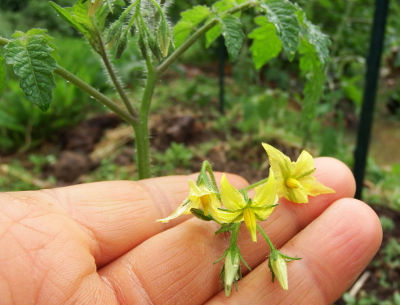 Tomato flowers