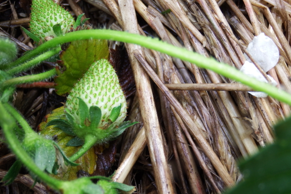 White strawberry