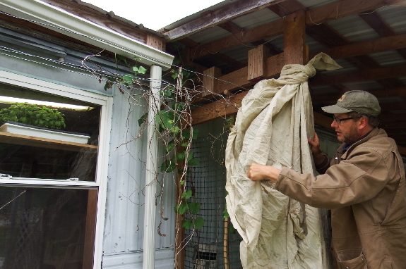 Frost protection for a grape vine