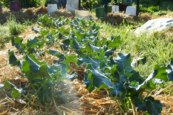 Broccoli row