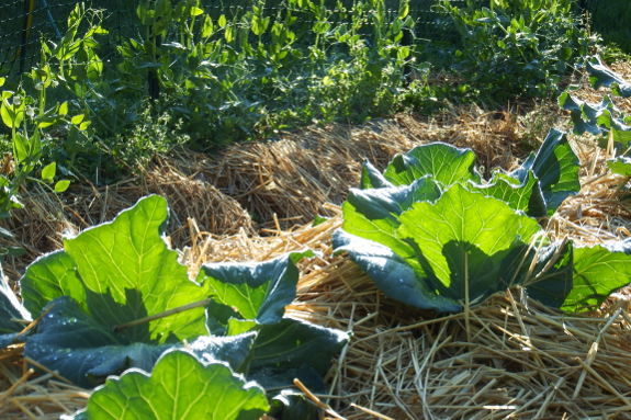 Light through cabbage leaves