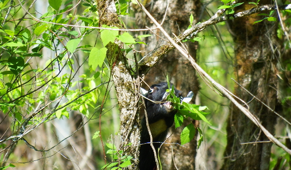 Goat eating tree leaves